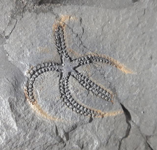 Ophiura sp. LAMARCK 1801 - Bild © FossNet FossilienStore